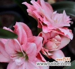 探寻朱顶红花语的深意 朱顶红花语与寓意