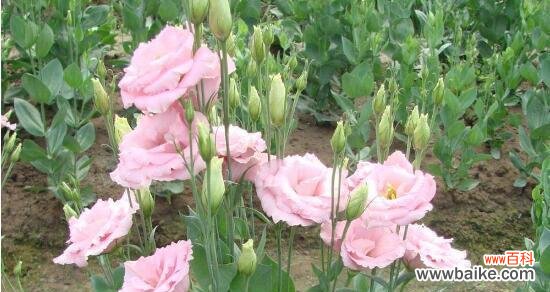 桔梗花语的美好含义与象征 桔梗花语寓意解读