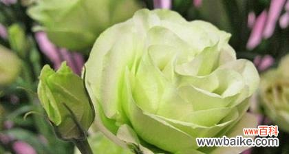 唤醒心灵的桔梗花 桔梗花的花语及意义解析