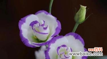 揭秘桔梗花的神秘语言 桔梗花的花语及其含义