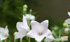 揭秘桔梗花的神秘语言 桔梗花的花语及其含义