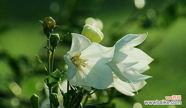 解读桔梗花的深意 桔梗花花语探秘