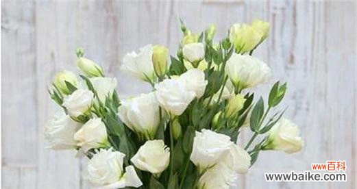 桔梗花语 桔梗花语之美——寄托希望与坚持的象征