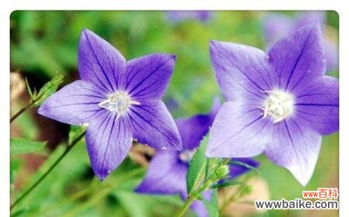 桔梗花语 桔梗花语之美——寄托希望与坚持的象征