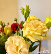 桔梗花语的美丽寓意与传承 桔梗花语的象征意义