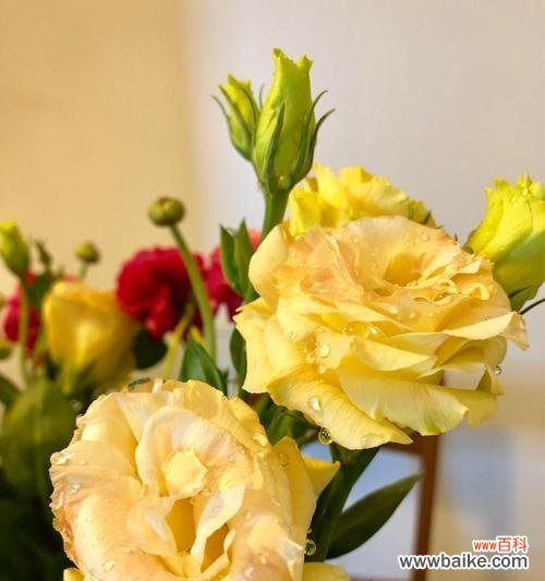 桔梗花语的美丽寓意与传承 桔梗花语的象征意义