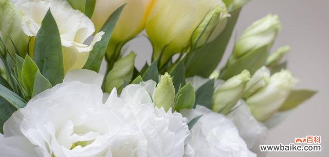 传递祝福与美好的桔梗花语及其背后的寓意 桔梗花语的意义与象征