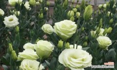 传递祝福与美好的桔梗花语及其背后的寓意 桔梗花语的意义与象征