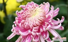 揭示菊花象征的内涵和文化寓意 菊花的寓意与象征