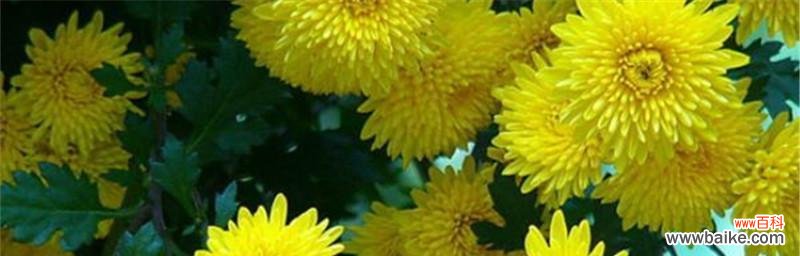 探秘紫色菊花的神秘含义及象征 紫色菊花的花语与寓意