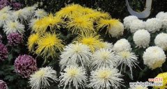 探秘紫色菊花的神秘含义及象征 紫色菊花的花语与寓意