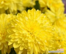 白菊花的象征意义及其文化内涵 白菊花的象征意义