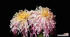 菊花的美丽与坚强 菊花的象征意义及文化内涵