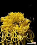 揭开菊花的神秘面纱 菊花的特点和象征意义