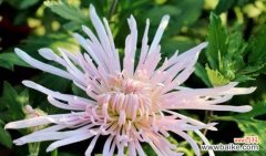 菊花的多重寓意与文化意义 菊花的象征意义