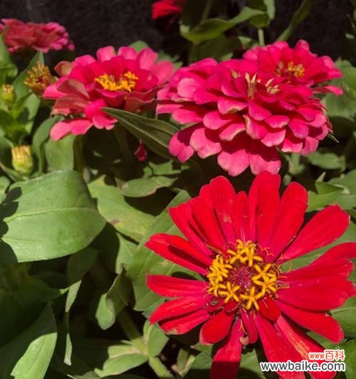 菊花的丰富寓意和文化内涵 菊花的花语与象征意义