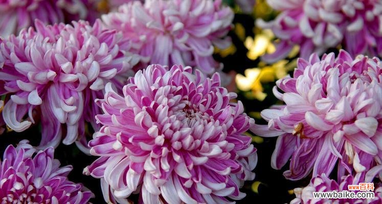 菊花的丰富寓意和文化内涵 菊花的花语与象征意义