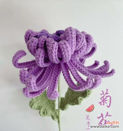 菊花所传达的爱情信息与心意 菊花的花语与寓意