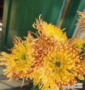 揭秘月季和菊花的花语密码 花开花落，花语相传