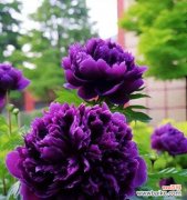 哪种紫色花象征着友谊？