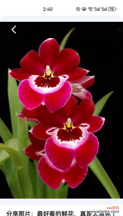 什么样的花寓意健康？选择健康寓意花卉的技巧有哪些？