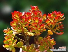 什么样的花寓意健康？选择健康寓意花卉的技巧有哪些？