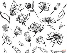 哪种花的素描象征着好运？