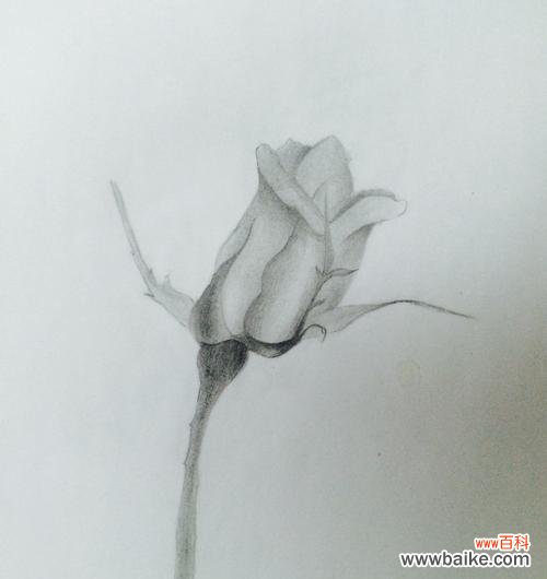 哪种花的素描象征着好运?