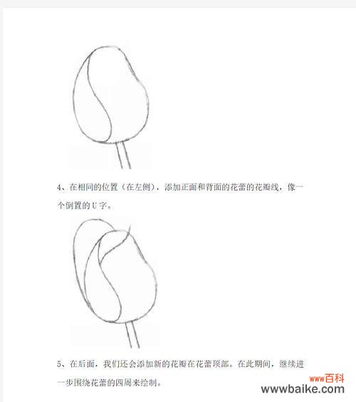 哪种花的素描象征着好运?