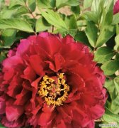 情人节牡丹花的含义是什么？一朵牡丹花代表什么？