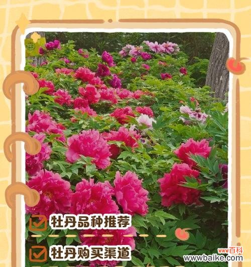 情人节牡丹花的含义是什么？一朵牡丹花代表什么？