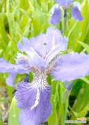 哪种植物花寓意美好爱情？美好爱情的植物花有哪些？