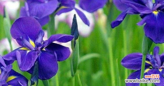 哪种植物花寓意美好爱情？美好爱情的植物花有哪些？