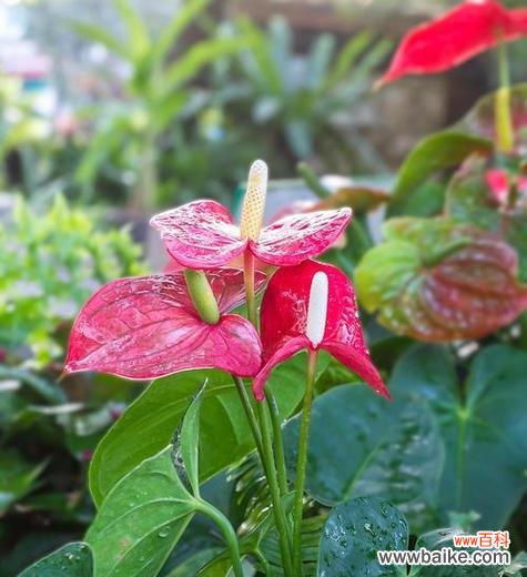 哪些有毒的花象征爱情？有毒花的寓意和爱情有何关联？