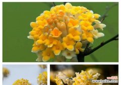 哪些有毒的花象征爱情？有毒花的寓意和爱情有何关联？