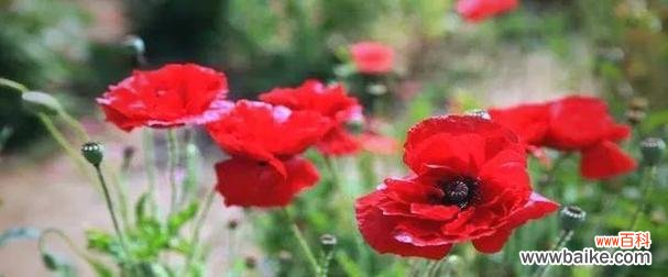 哪些有毒的花象征爱情？有毒花的寓意和爱情有何关联？