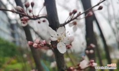 李子花的吉祥寓意是什么？李子花在风俗中的意义？