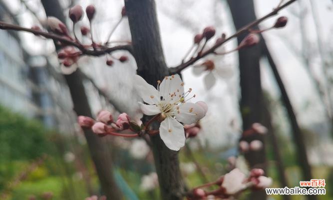 李子花的吉祥寓意是什么？李子花在风俗中的意义？