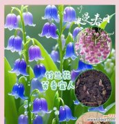 铃兰花的传说故事是什么？铃兰花的花语寓意何在？