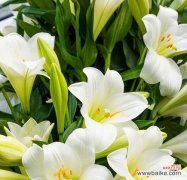 白色花的寓意和象征意义是什么？它们通常代表什么？