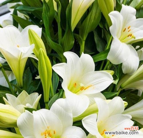 白色花的寓意和象征意义是什么？它们通常代表什么？