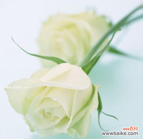 白色花的寓意和象征意义是什么？它们通常代表什么？