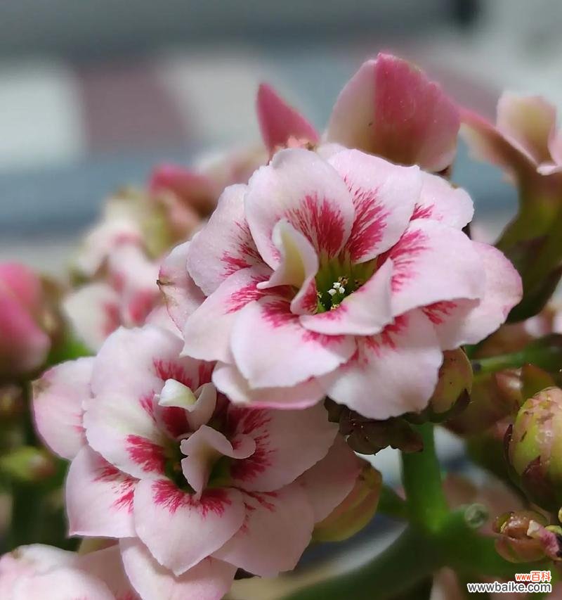 白色花的寓意和象征意义是什么？它们通常代表什么？