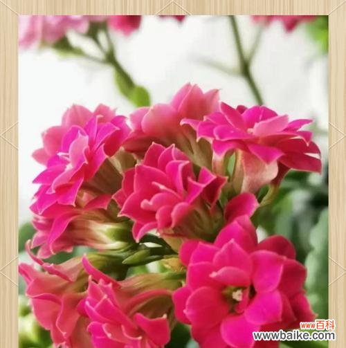 粉色花的象征：长寿花的美好寓意有哪些？