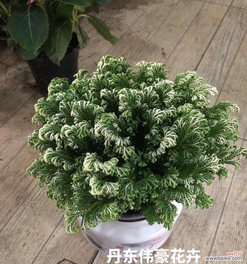 哪种花寓意朋友平安？寻找代表平安的花卉有哪些？