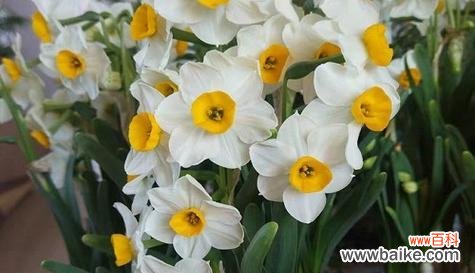 哪种花寓意朋友平安？寻找代表平安的花卉有哪些？