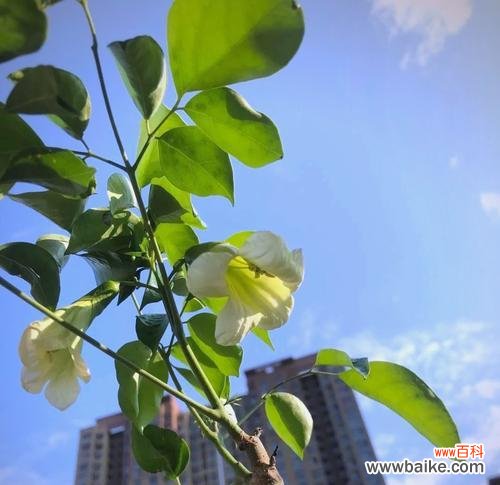 哪种花寓意朋友平安？寻找代表平安的花卉有哪些？