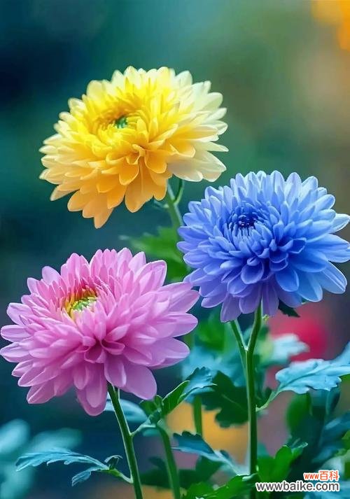 哪种花象征着平安顺遂？