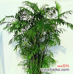 追寻竹子之道，思考生活哲学 竹子的特点和象征意义