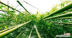 追寻竹子之道，思考生活哲学 竹子的特点和象征意义